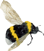 abeille